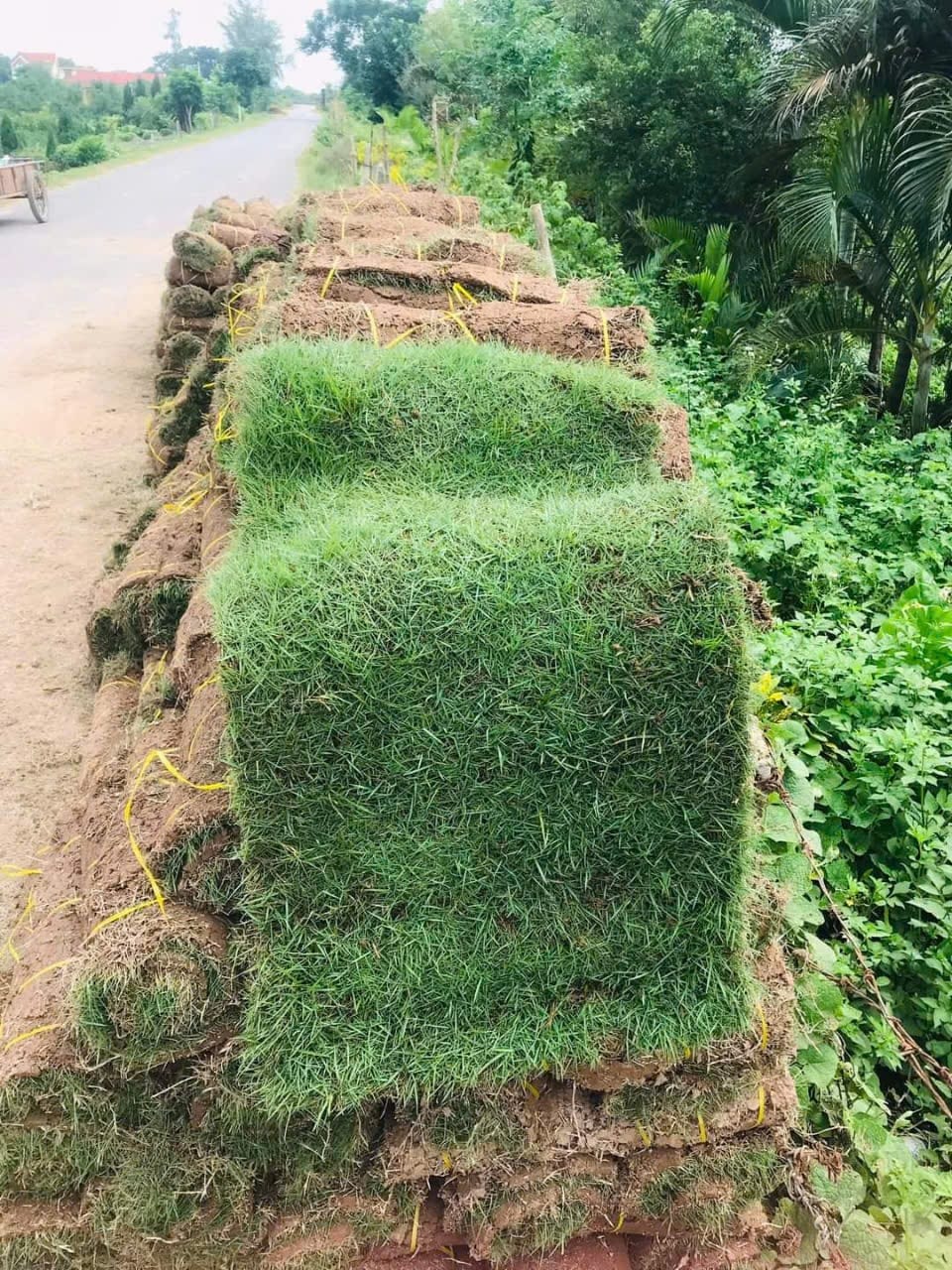 Cỏ Nhung Nhật Miền Bắc