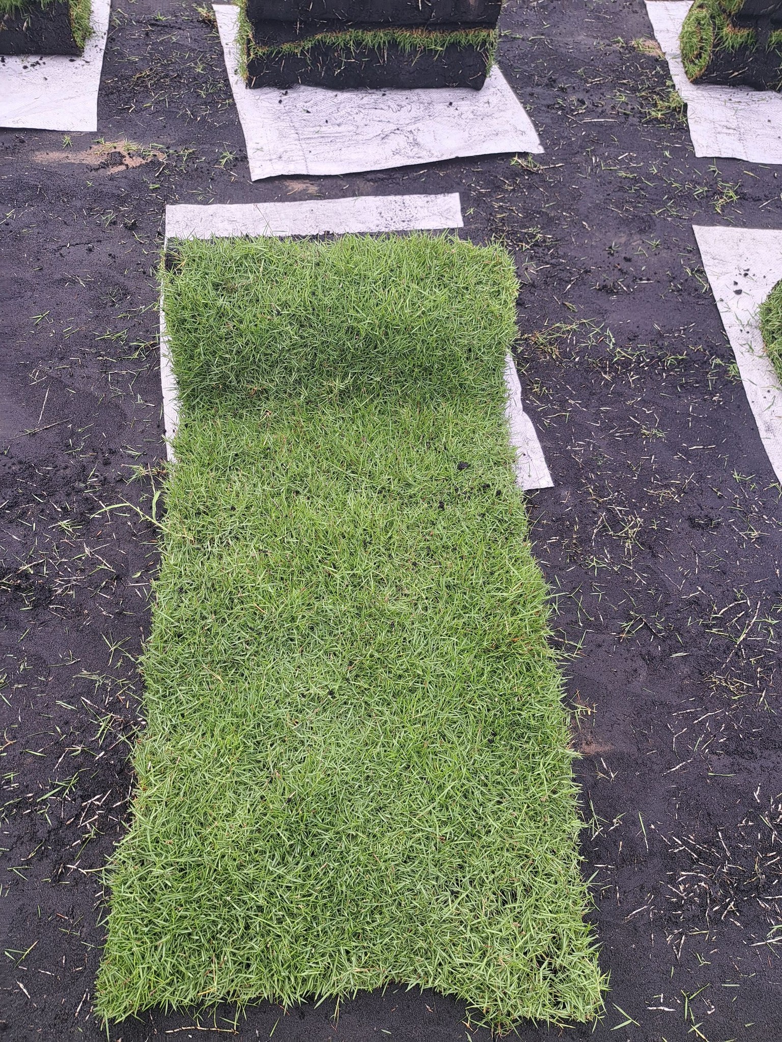 Thảm Cỏ Nhung Nhật