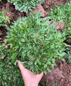 Bán Cỏ Lá Gừng Thái Đà Nẵng